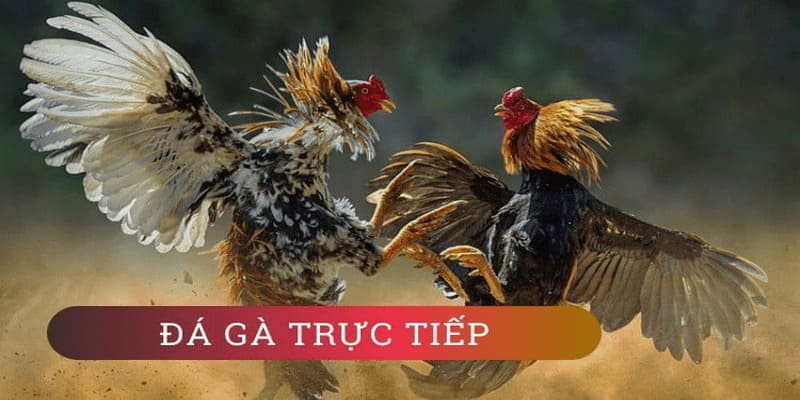 Chọn nhà cái uy tín để tham gia chơi đá gà cựa sắt để được bảo vệ quyền lợi tốt nhất